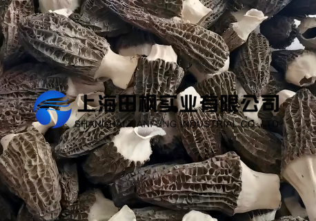 羊肚菌凍干：食用菌凍干技術原理流程