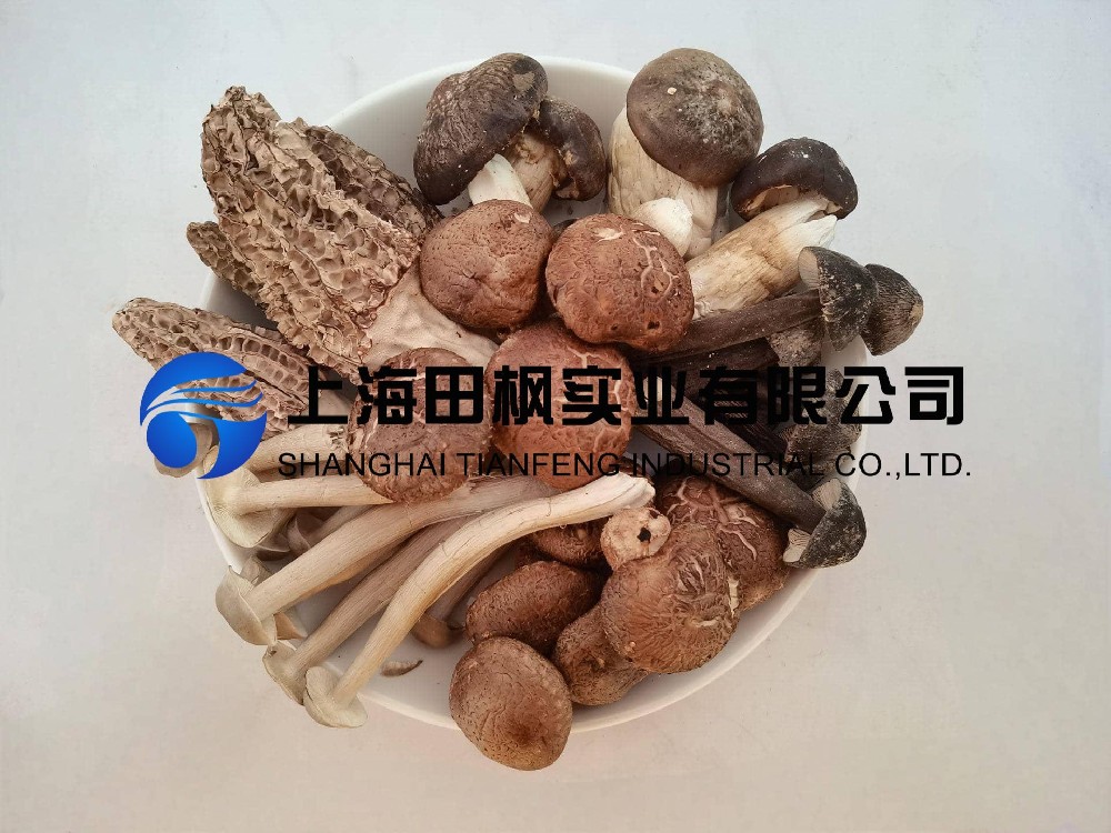 野生菌凍干：野生菌凍干機制作凍干海鮮菇技術